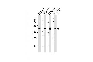 All lanes : Anti-Utf1 Antibody (C-term) at 1:2000 dilution Lane 1: mouse brain lysates Lane 2: mouse liver lysates Lane 3: mouse heart lysates Lane 4: mouse testis lysates Lysates/proteins at 20 μg per lane.