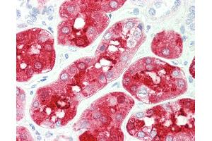 Anti-BHMT antibody IHC staining of human kidney. (BHMT anticorps)