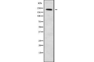 Western blot analysis NAV1 using COS7 whole cell lysates (NAV1 anticorps)