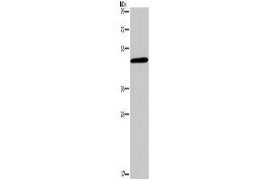 Western Blotting (WB) image for anti-Glucagon Receptor (GCGR) antibody (ABIN2434702) (Glucagon Receptor anticorps)