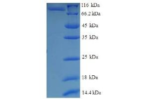 SDS-PAGE (SDS) image for Mitochondrial Translational Initiation Factor 2 (MTIF2) (AA 43-676) protein (GST tag) (ABIN5710896)