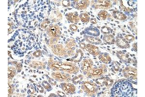 AUH antibody was used for immunohistochemistry at a concentration of 4-8 ug/ml to stain Epithelial cells of renal tubule (arrows) in Human Kidney. (AUH anticorps  (C-Term))