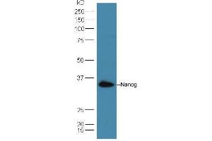 Lane 1: A549 cell lysates probed with Rabbit Anti-Nanog Polyclonal Antibody, Unconjugated  at 1:5000 for 90 min at 37˚C. (Nanog anticorps  (AA 71-170))