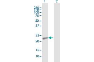 Western Blot analysis of APOBEC3B expression in transfected 293T cell line by APOBEC3B MaxPab polyclonal antibody.