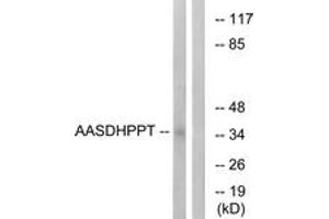 Western Blotting (WB) image for anti-Aminoadipate-Semialdehyde Dehydrogenase-phosphopantetheinyl Transferase (AASDHPPT) (AA 11-60) antibody (ABIN2890390) (AASDHPPT anticorps  (AA 11-60))
