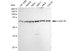 Western blotting analysis using Lamin B1 antibody (ABIN7799232).