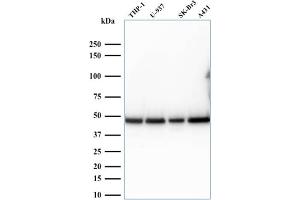 Western Blot Analysis of human THP-1, U937, SK-BR3, and A431 cell lysates. (RPSA/Laminin Receptor anticorps)