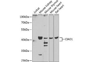 Western blot analysis of extracts of various cell lines, using CI antibody (ABIN6130236, ABIN6138617, ABIN6138618 and ABIN6223206) at 1:1000 dilution. (CIAO1 anticorps  (AA 1-339))