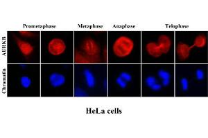 ICC/IF analysis of human HeLa cells stained with Hoechst 3342 (Blue) for chromatin staining and monoclonal anti-human Aurora kinase B antibody (1:2000) with Texas Red (Red). (Aurora Kinase B anticorps  (AA 1-344))