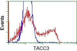 Image no. 11 for anti-Transforming, Acidic Coiled-Coil Containing Protein 3 (TACC3) antibody (ABIN1498096)