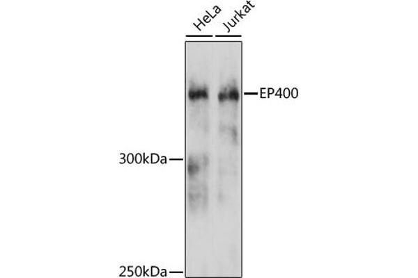EP400 anticorps  (AA 90-330)