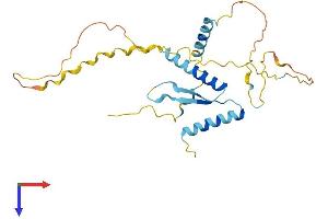 AlphaFold protein structure predicition of Mouse Recombinant Akt1s1 Protein, UniprotID Q9D1F4