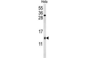 Western Blotting (WB) image for anti-Cytochrome C Oxidase Subunit Va (COX5A) antibody (ABIN3004055) (COX5A anticorps)