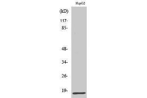 Western Blotting (WB) image for anti-Interferon gamma (IFNG) (Internal Region) antibody (ABIN3175590) (Interferon gamma anticorps  (Internal Region))