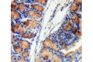 Used in DAB staining on fromalin fixed paraffin-embedded Intestine tissue (SERPINB1 anticorps  (AA 13-252))