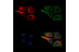 ABIN7094417 and ABIN7098464 staining HepG2 cells(30 min of 4uM Forskolin treatment) by IF/ICC. (NEFH anticorps  (N-Term))