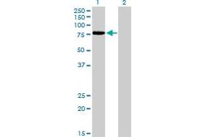Western Blotting (WB) image for anti-Transcription Factor 12 (TCF12) (AA 364-454) antibody (ABIN598964) (TCF12 anticorps  (AA 364-454))