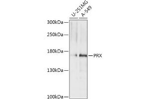 Western blot analysis of extracts of various cell lines, using PRX antibody (ABIN7269215) at 1:1000 dilution. (Periaxin anticorps  (AA 1250-1350))