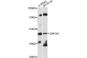 Western blot analysis of extracts of various cell lines, using ZNF566 antibody (ABIN6292444) at 1:1000 dilution. (ZNF566 anticorps)