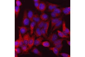 IF analysis of Calnexin/CANX using anti-Calnexin/CANX antibody (ABIN7602289).