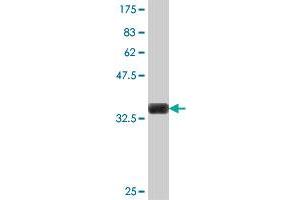 Western Blot detection against Immunogen (36.