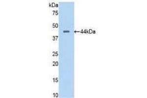Western blot analysis of recombinant Human PTa. (PTF1A anticorps  (AA 177-328))