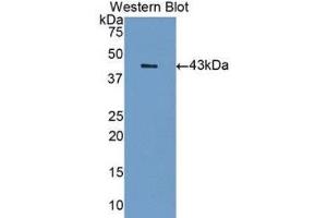 Western Blotting (WB) image for anti-Sialic Acid Binding Ig-Like Lectin 7 (SIGLEC7) (AA 18-353) antibody (ABIN1175022) (SIGLEC7 anticorps  (AA 18-353))