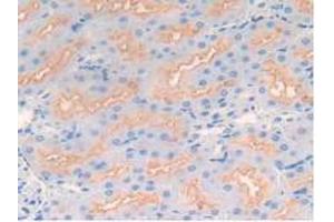 IHC-P analysis of Rat Kidney Tissue, with DAB staining. (MME anticorps  (AA 286-428))