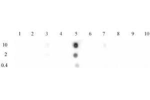 Histone H3 acetyl Lys9 antibody tested by dot blot analysis.