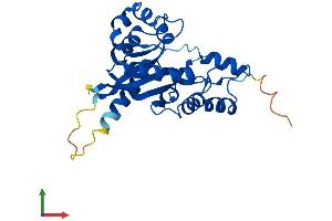 AlphaFold protein structure predicition of Mouse Recombinant Nmnat3 Protein, UniprotID Q99JR6