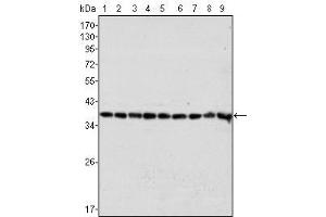 Western Blot showing GAPDH antibody used against Hela (1), A549 (2), A431 (3), MCF-7 (4), K562 (5), Jurkat (6), HL60 (7), SKN-SH (8) and SKBR-3 (9) cell lysate. (GAPDH anticorps)