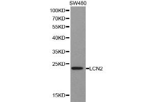 Western blot analysis of extracts of SW480 cell lines, using LCN2 antibody. (Lipocalin 2 anticorps  (AA 21-198))