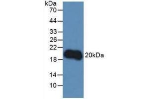 Figure. (IL-10 anticorps  (AA 19-178))