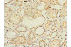 Immunohistochemistry of paraffin-embedded human kidney tissue using ABIN7165578 at dilution of 1:100 (Family with Sequence Similarity 92, Member A (FAM92A) (AA 1-271) anticorps)