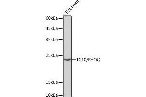 Western blot analysis of extracts of Rat heart, using TC10/RHOQ Rabbit mAb (ABIN7269869) at 1:1000 dilution. (RHOQ anticorps)