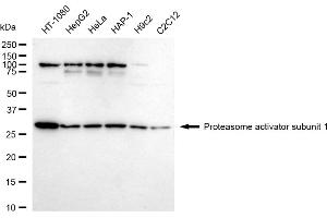 Western blotting analysis using Proteasome activator subunit 1 antibody (ABIN7799957). (Recombinant LACBIDRAFT 301065 anticorps  (Subunit 1))