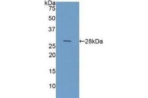 Galectin 3 anticorps  (AA 1-250)
