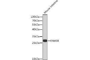 Western blot analysis of extracts of Mouse intestine, using FB Rabbit pAb  at 1:1000 dilution. (FAM3B anticorps  (AA 30-235))