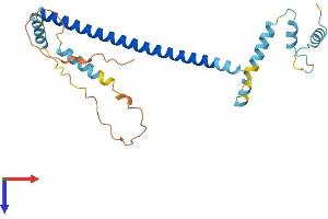 AlphaFold protein structure predicition of Human Recombinant CLTA Protein, UniprotID P09496
