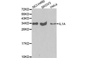 Western blot analysis of extracts of various cell lines, using IL1A antibody. (IL1A anticorps)