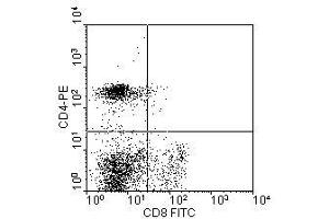 Image no. 1 for anti-CD8a Molecule (CD8A) antibody (FITC) (ABIN135477) (CD8 alpha anticorps  (FITC))
