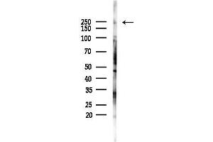 anti-Myosin VA (MYO5A) (C-Term) antibody