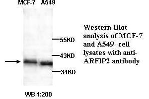Image no. 1 for anti-ADP-Ribosylation Factor Interacting Protein 2 (ARFIP2) antibody (ABIN790882) (ARFIP2 anticorps)