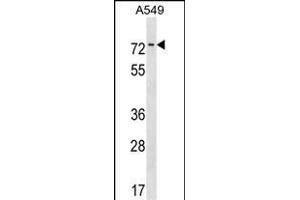 HKR1 Antibody (N-term) (ABIN1539036 and ABIN2850182) western blot analysis in A549 cell line lysates (35 μg/lane). (HKR1 anticorps  (N-Term))