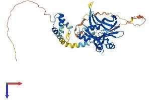 AlphaFold protein structure predicition of Human Recombinant TEAD1 Protein, UniprotID P28347