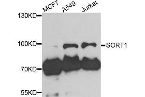 Western blot analysis of extracts of various cells, using SORT1 antibody. (Sortilin 1 anticorps)