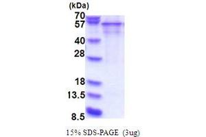 SDS-PAGE (SDS) image for serpin Peptidase Inhibitor, Clade D (Heparin Cofactor), Member 1 (SERPIND1) (AA 58-499) protein (His tag) (ABIN5853815)