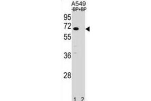 Western Blotting (WB) image for anti-Ankyrin Repeat and SOCS Box-Containing 3 (ASB3) antibody (ABIN2998967) (ASB3 anticorps)