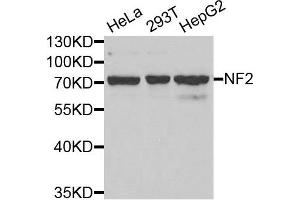 Western blot analysis of extracts of various cell lines, using NF2 antibody. (Merlin anticorps)