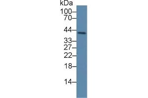 Detection of PLSCR4 in Porcine Lung lysate using Polyclonal Antibody to Phospholipid Scramblase 4 (PLSCR4)